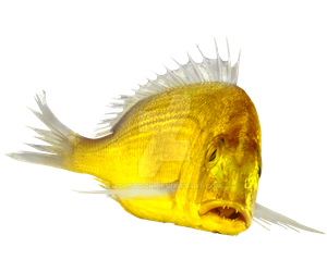 gold_fish_on_a_transparent_background__by_zoostock-dcc861w