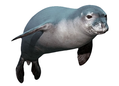 sea-lion-png-hd-harbor-seal-hedgehog-png-462
