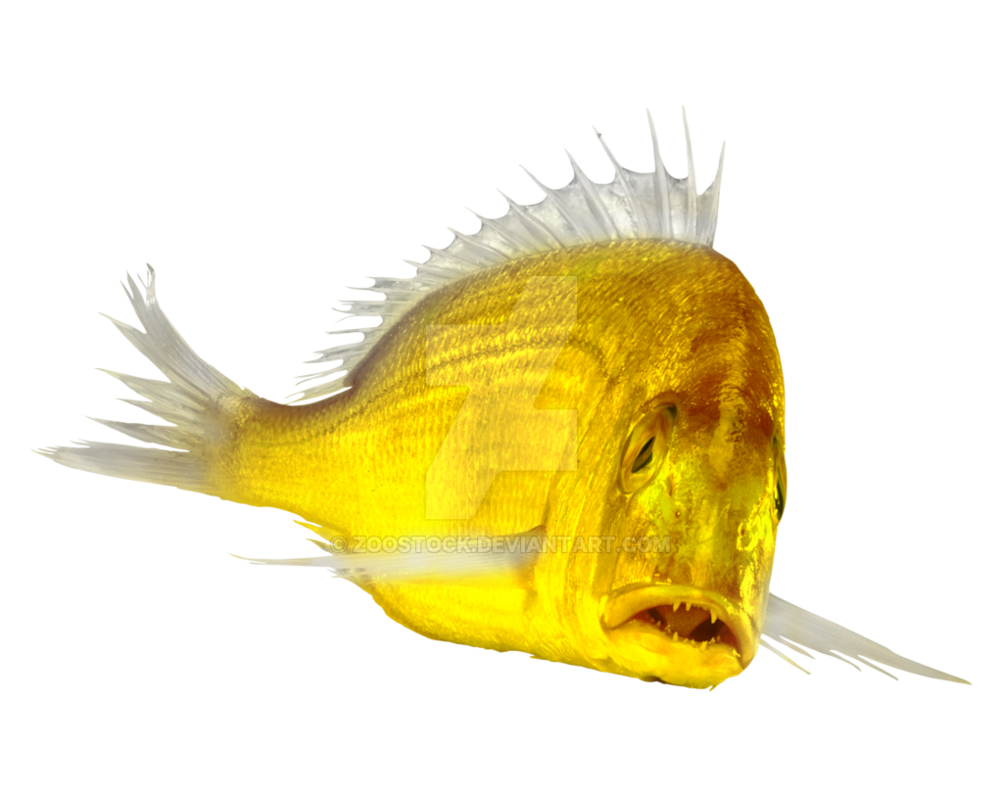 gold_fish_on_a_transparent_background__by_zoostock-dcc861w