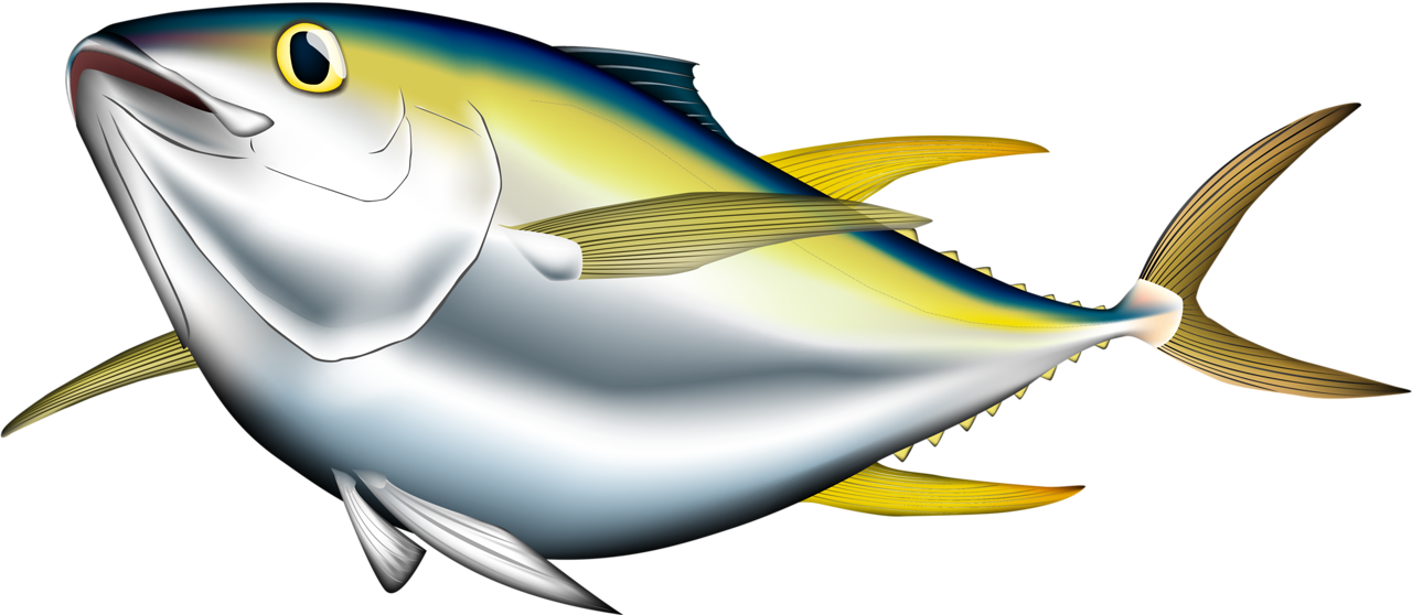 188-1889944_bigeye-albacore-pacific-bluefin-illustration-cartoon-trans