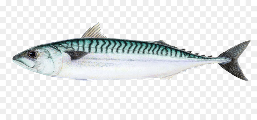 kisspng-atlantic-mackerel-thunnus-sardine-chub-mackerel-insist-5b49296