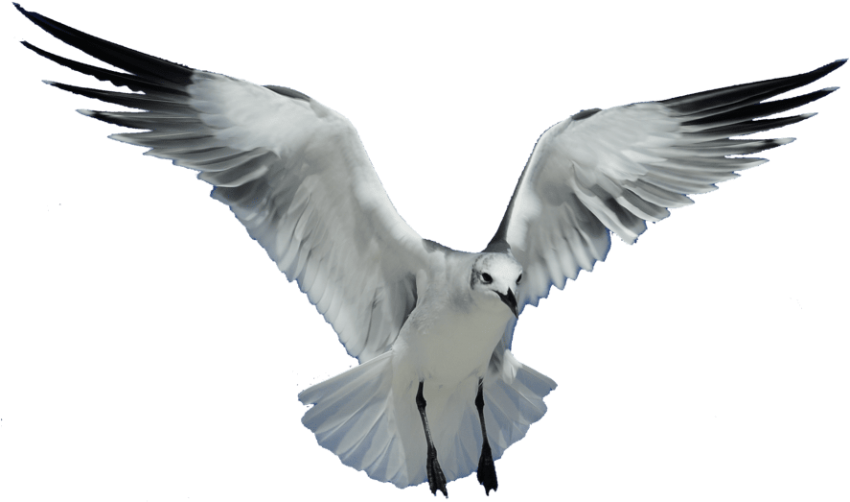 329-3296061_free-png-download-seagull-transparent-png-images-backgroun