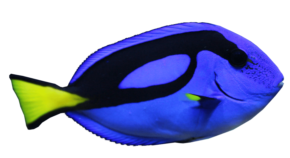 blue-tang-fish-transparent-background-2