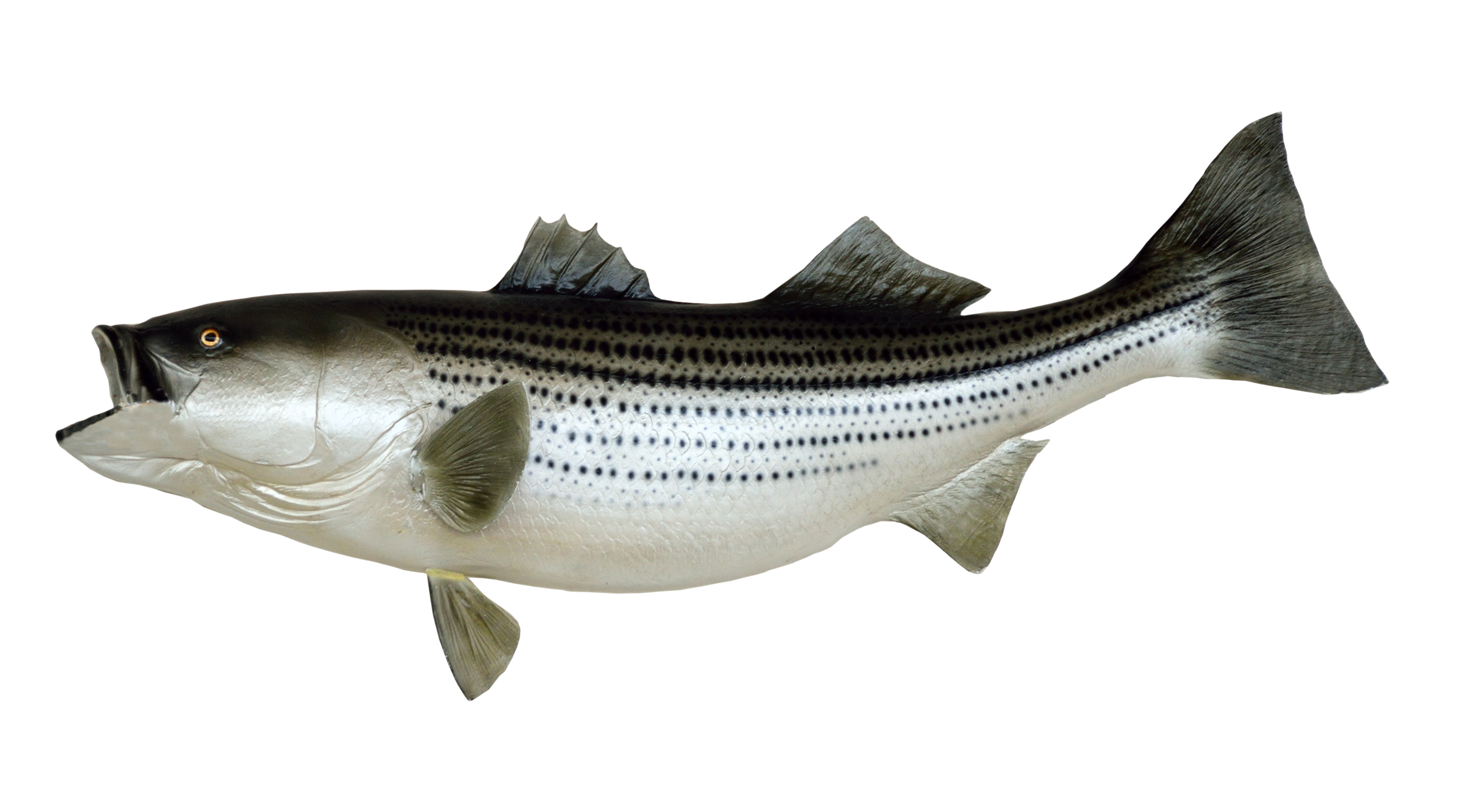 fish-png-transparent-15
